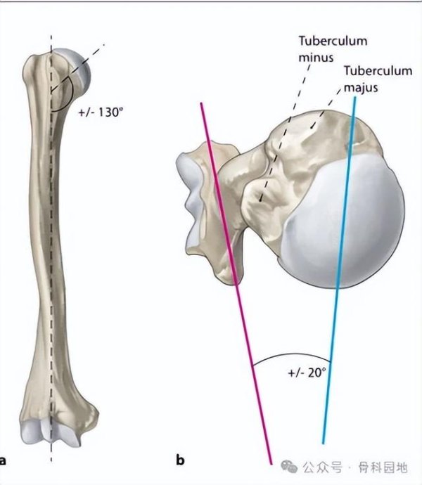 九游娱乐(中国)官方网站-登录入口ag九游会官方肱骨头相干于肱主干的位置：后倾角约为 20°-九游娱乐(中国)官方网站-登录入口